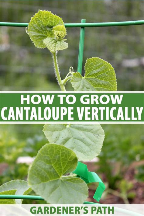 grow melons vertically|How to Grow Cantaloupe Vertically on a Trellis .